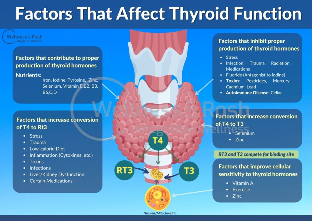 Factors That Affect Thyroid Function