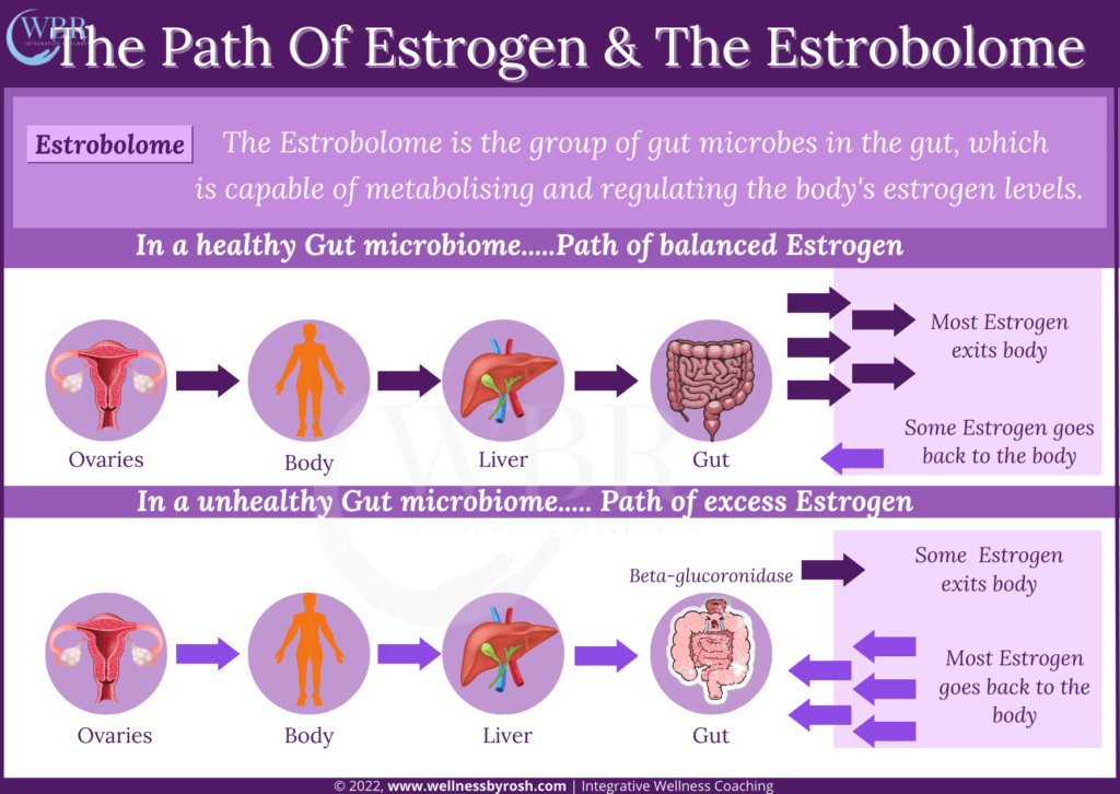 The Path Of Estrogen & The Estrobolome