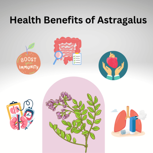 benefits of astragalus